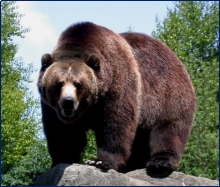 http://extrastrong.ru/wp-content/uploads/2014/01/grizzly-strong-bear.jpg